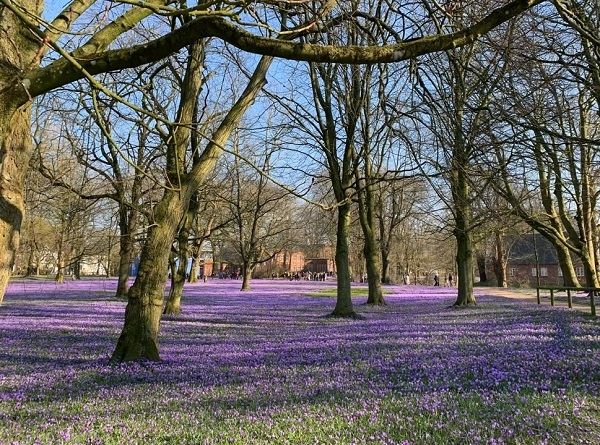 krokusbluete husum