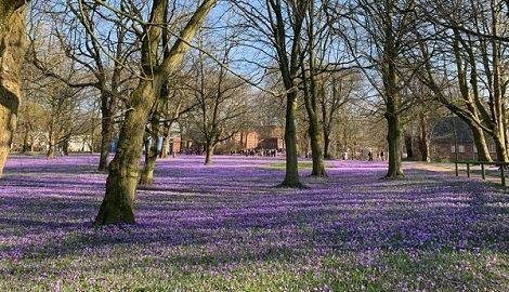 krokusbluete husum