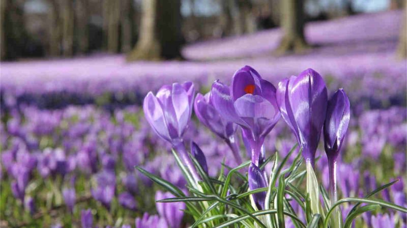 krokusbluete in husum